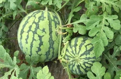 高县吃瓜最新事件爆料,揭秘背后惊人真相